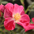 Bordová - Záhonová ruža - polyanta - Ruby™
